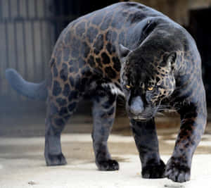 A Majestic Black Leopard Standing Tall On A Rock Wallpaper