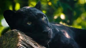 A Majestic Black Panther Animal Against A Cool Blue Background. Wallpaper