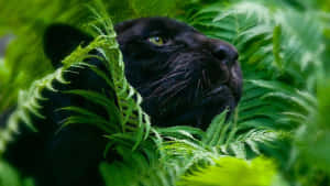 A Majestic Black Panther Soars Through A Crystal-clear Sky Wallpaper