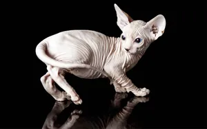 A Majestic Canadian Sphynx Cat Relaxing On A Patterned Fabric Wallpaper