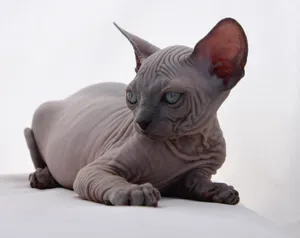 A Majestic Canadian Sphynx Cat With Green Eyes Wallpaper