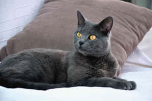 A Majestic Chartreux Cat Lounging On The Floor Wallpaper