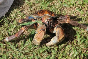 A Majestic Coconut Crab In Its Natural Habitat Wallpaper