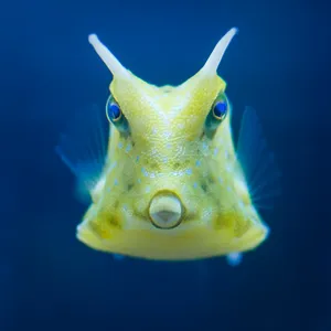A Majestic Cowfish Swimming Underwater Wallpaper