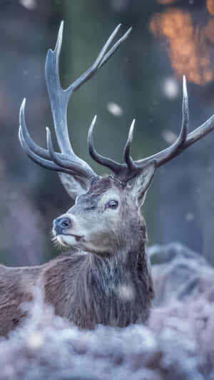 A Majestic Deer Grazing In The Forest Wallpaper