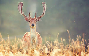 A Majestic Deer Standing In A Field Wallpaper