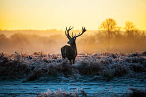 A Majestic Deer Stands In A Beautiful Meadow Wallpaper