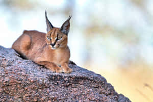 A Majestic Desert Lynx In Natural Habitat Wallpaper