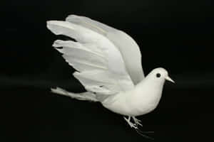 A Majestic Dove Flying In The Sky, With Its Wings Outstretched. Wallpaper