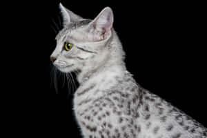 A Majestic Egyptian Mau Resting In Nature Wallpaper