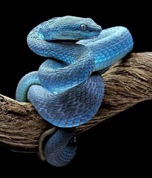 A Majestic Elephant Ventures Out As The Sun Sets In A Wildlife Reserve Wallpaper