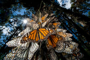 A Majestic Flock Of Butterflies Migrating Through The Sky. Wallpaper