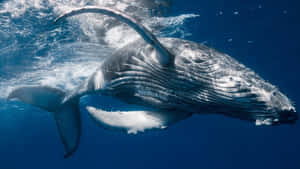 A Majestic Humpback Whale Leaping From The Ocean Depths Wallpaper