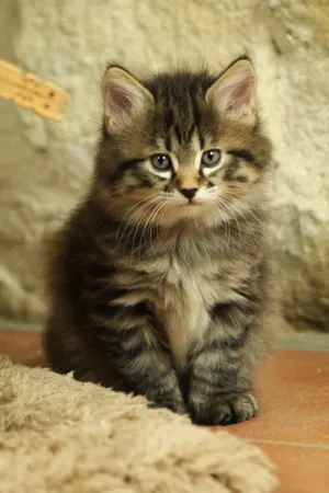 A Majestic Kurilian Bobtail Posing In A Gorgeous Outdoor Setting Wallpaper