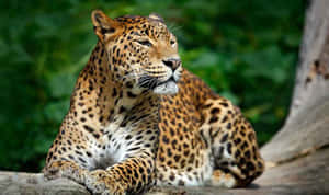 A Majestic Lion Standing In A Sunlit Field In A Wildlife Reserve Wallpaper