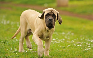 A Majestic Mastiff Enjoys A Sunny Stroll Wallpaper