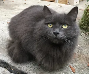 A Majestic Nebelung Cat Sitting Gracefully On A Wooden Surface Wallpaper