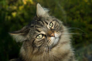 A Majestic Norwegian Forest Cat Relaxing Outdoors Wallpaper