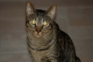 A Majestic Ocicat Posing On A Wooden Surface Wallpaper