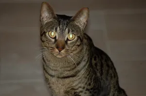 A Majestic Ocicat Posing On A Wooden Surface Wallpaper