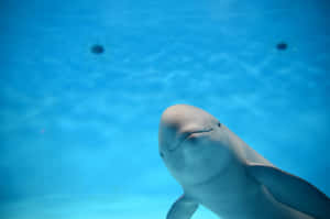 A Majestic Porpoise Leaping Gracefully Over Ocean Waves. Wallpaper