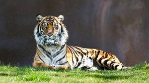 A Majestic Predator Tiger Taking In The View From A Grassy Knoll Wallpaper