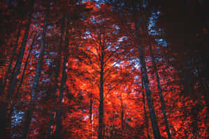 A Majestic Red Forest Awaits Exploration. Wallpaper