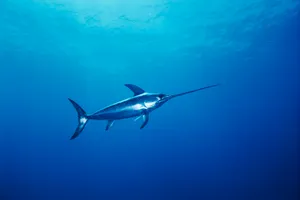 A Majestic Sailfish Swimming In Clear Blue Ocean Waters. Wallpaper