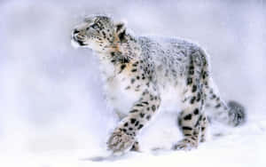 A Majestic Snow Leopard Resting On A Rocky Outcropping. Wallpaper