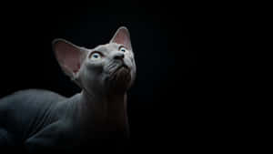 A Majestic Sphynx Cat Posing In A Relaxed Manner Wallpaper