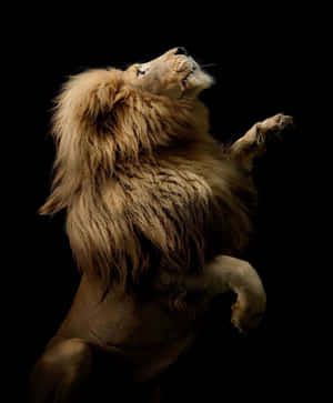 A Majestic Tiger In The Wild Wallpaper