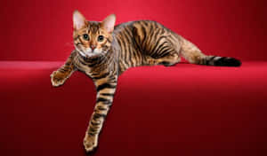 A Majestic Toyger Cat Lounging In Nature Wallpaper