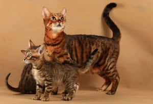 A Majestic Toyger Cat Lounging On A Wooden Surface Wallpaper