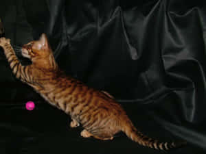 A Majestic Toyger Relaxing Outdoors Wallpaper