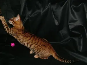 A Majestic Toyger Relaxing Outdoors Wallpaper