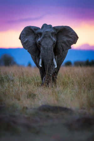 A Majestic View Of African Wildlife Wallpaper