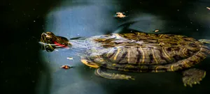 A Majestic Water Turtle Swimming Peacefully In The Pond Wallpaper