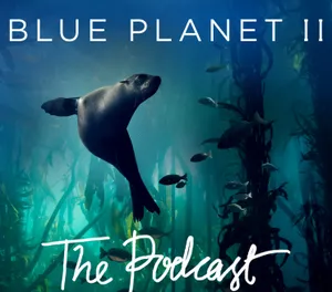 A Majestic Whale Journeying Through The Ocean Wallpaper