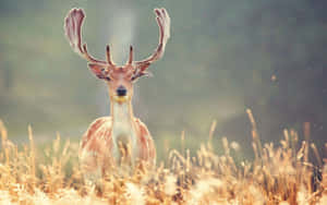 A Majestic White-tailed Deer In A Tranquil Forest Wallpaper