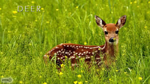 A Majestic White-tailed Deer Stands By A Riverbank In A Beautiful Autumn Scene. Wallpaper