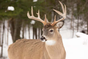 A Majestic Whitetail Deer Standing In A Meadow Wallpaper