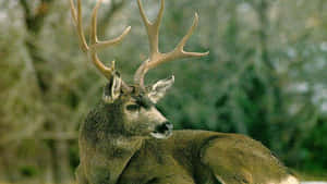 A Majestic Whitetail Deer Standing In The Forest Wallpaper