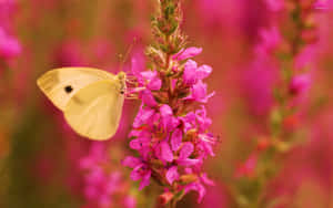 A Majestic Yellow Butterfly Wallpaper