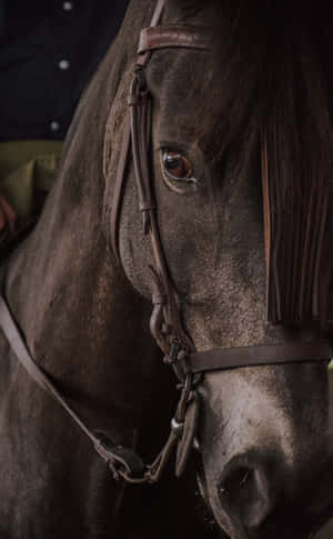 A Man Is Riding A Horse Wallpaper