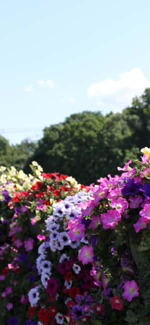 A Man Is Standing In Front Of A Flower Bed Wallpaper