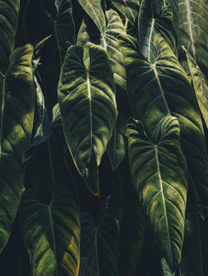 A Man's Best Friend - An Iphone Covered In Plants Wallpaper