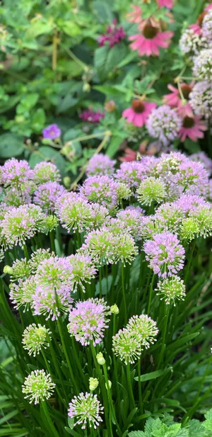 A Man Sailing A Yacht On A Peaceful Sea Wallpaper