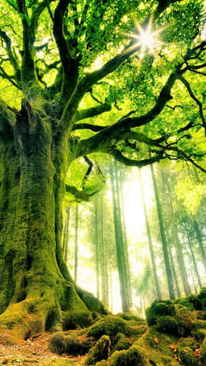 A Man Uses His Cell Phone To Text As He Leans Against A Tree Wallpaper