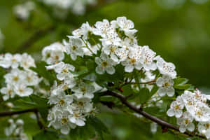 A Mesmerizing Flower Tree In Full Bloom Wallpaper