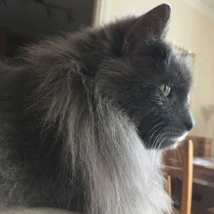 A Mesmerizing Nebelung Cat Relaxing In A Cozy Home Wallpaper